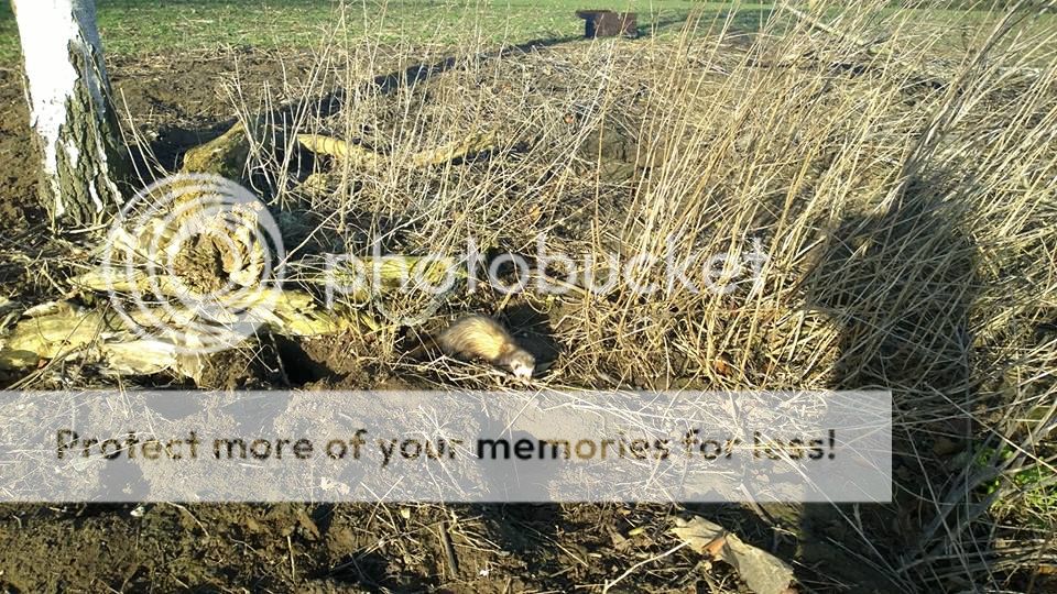 10888451_10153433800098765_6665526278043