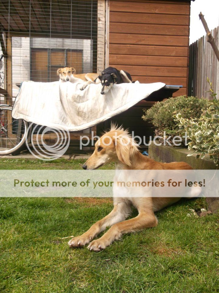 485327_350211338423918_1707887503_n_zps2