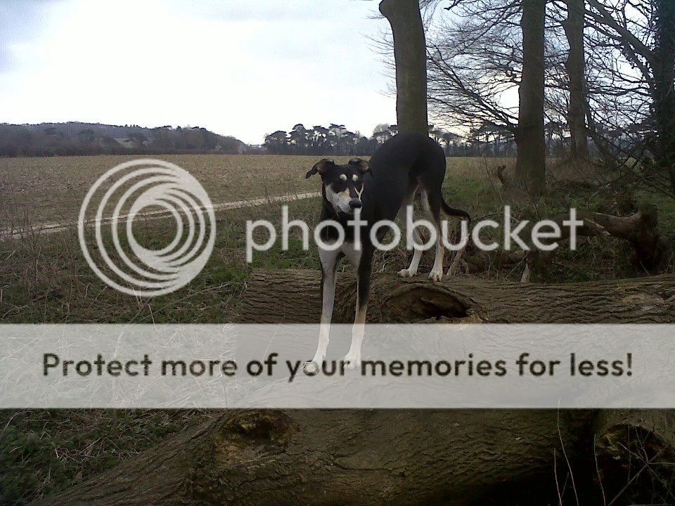 528863_10151808509398765_289268175_n_zps