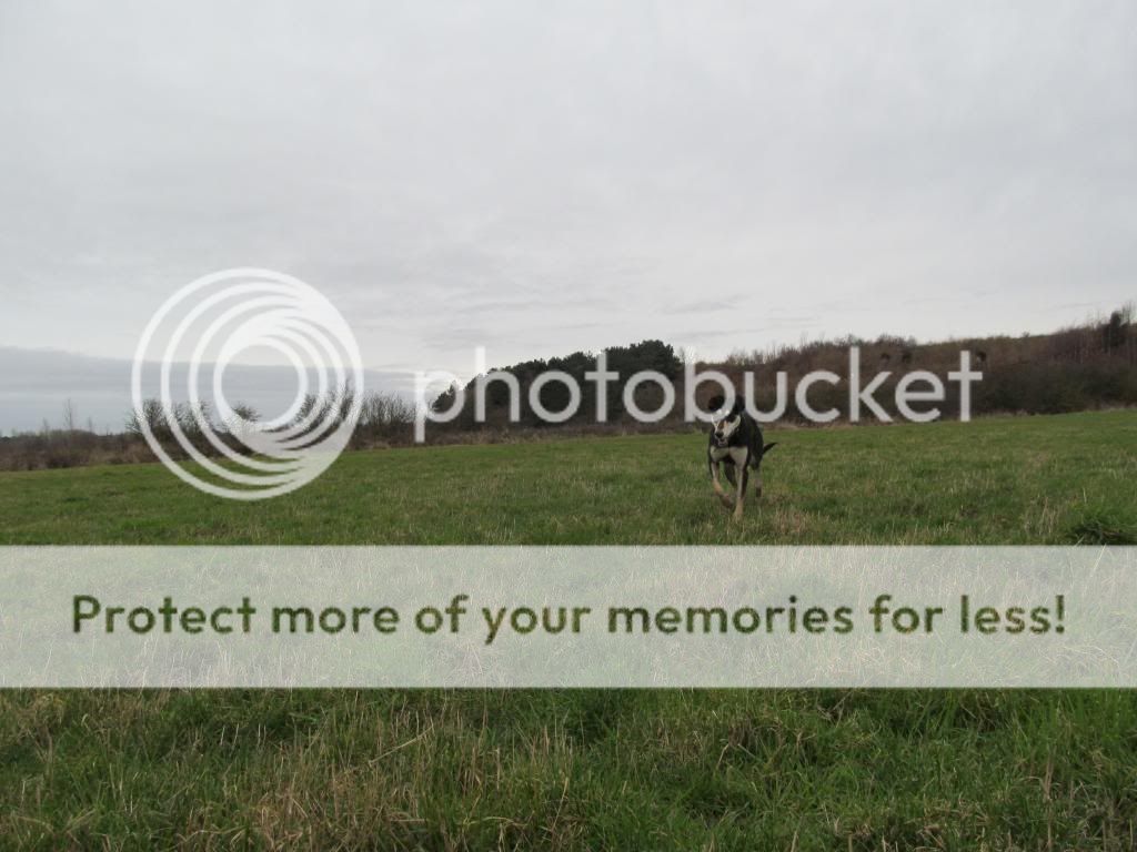IMG_0312_zpse43acd96.jpg