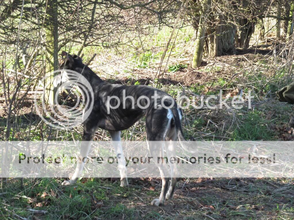 IMG_1800_zps9cea6441.jpg