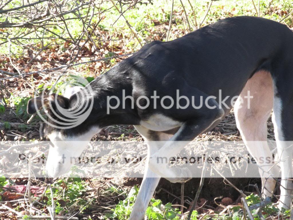 IMG_1816_zpsbcac4a67.jpg