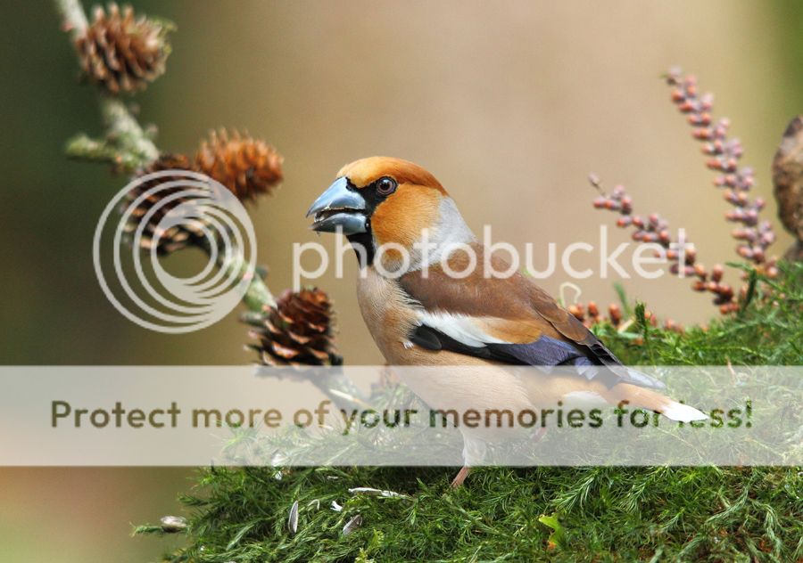 Fotografie