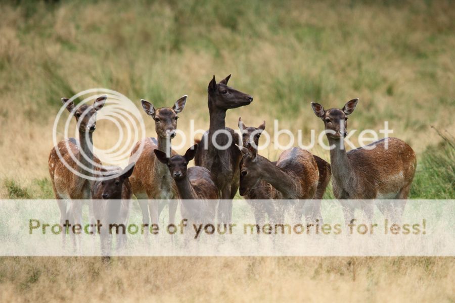 Fotografie