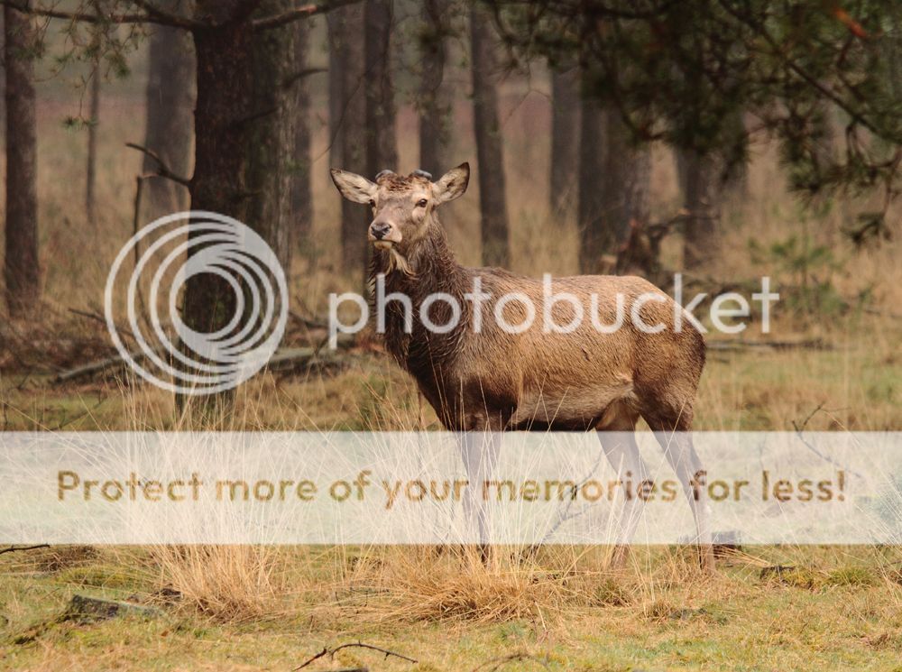 Fotografie