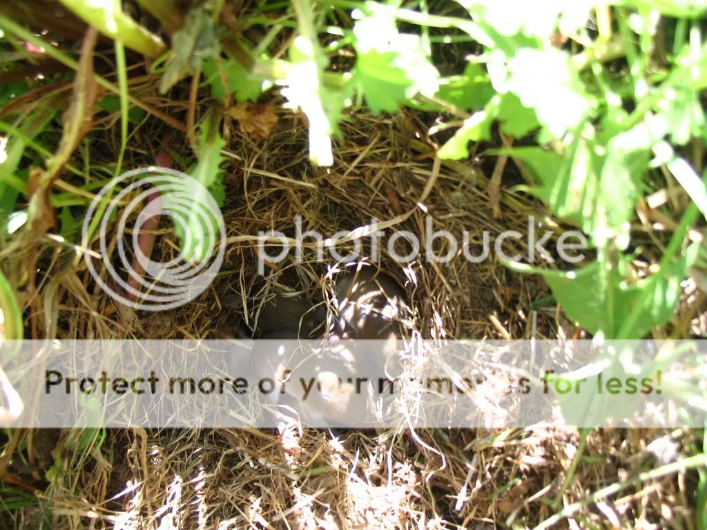 Found these little critters - Homesteading Questions