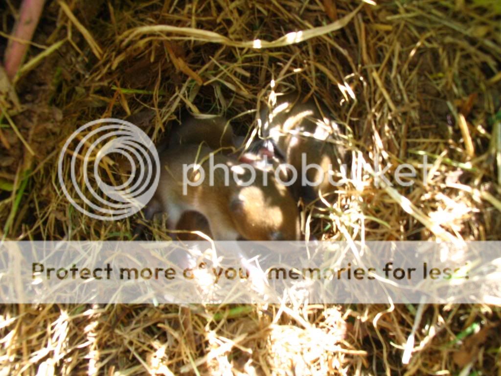 Found these little critters - Homesteading Questions