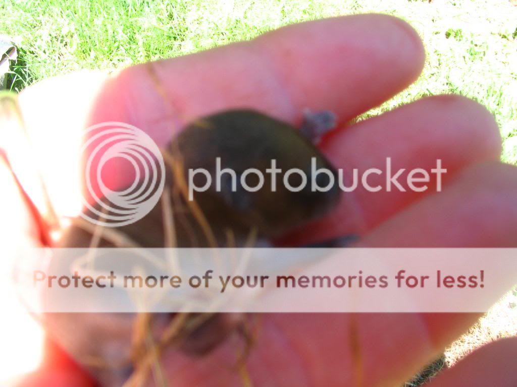 Found these little critters - Homesteading Questions