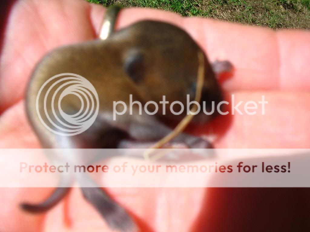 Found these little critters - Homesteading Questions