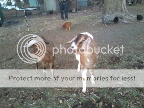 Terrible goat pictures - Goats