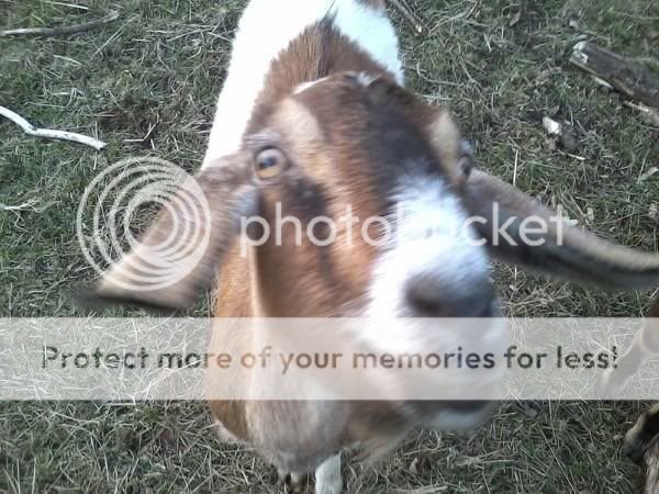 Terrible goat pictures - Goats