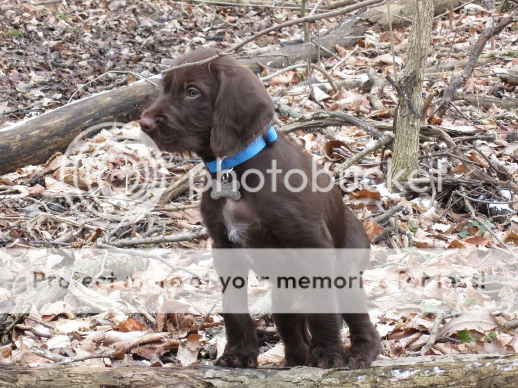 Pudelpointer Puppy