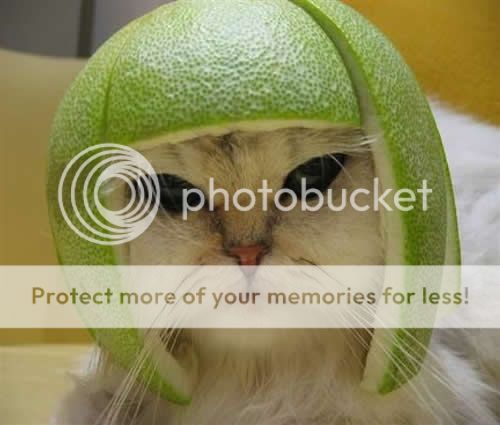 Melonheadcat.jpg