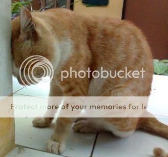 [Image: mumet-ndasku-cahhh_zps1f49a5d6.jpg]